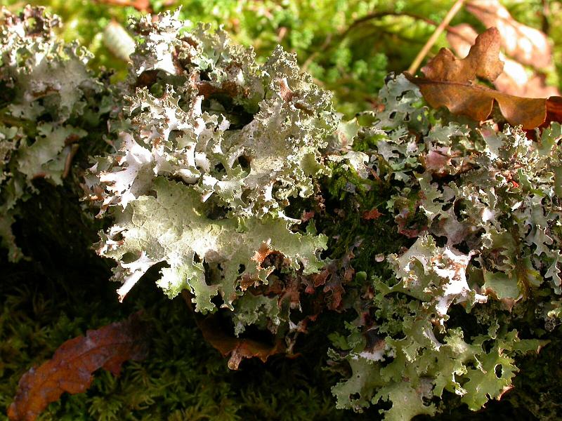 Wistman's Wood Moss and Lichen 5.jpg